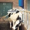 Vink E-Z Cow Brush with Oiler